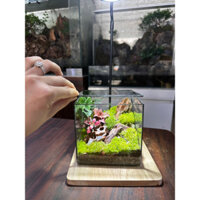 bình setup terrarium, đa giác terrarium ( chưa setup )