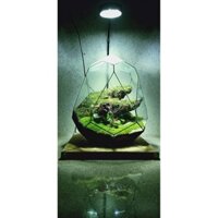 Bình thủy tinh đa giác terrarium tiểu cảnh bán cạn, nuôi cá .trồng sen đá ( mẫu A470 tặng kèm hít kính)