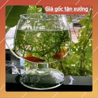 BÌNH THỦY TINH NUÔI CÁ ĐỂ BÀN *H16xD14*,CHẬU CÁ THỦY TINH,BÌNH THỦY TINH TRỒNG CÂY*BAO BỂ VỠ*