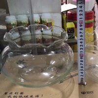 Bình thủy tinh nuôi cá mini để bàn viền bèo d20