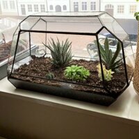 Bình thủy tinh terrarium tiểu cảnh bán cạn đa giác mẫu A5( tặng hít kính)