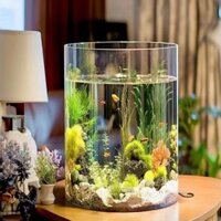 Bình Thủy Tinh Trụ Tròn Dùng Làm Hồ Cá Bể Cá Để Bàn D24 x H30 cm Tặng Kèm Mô Hình Rong Giả Và Sỏi Trang Trí