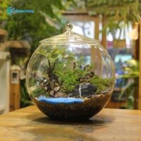 Bình trồng cây Trung tâm Máy tính để bàn kín Bình lưu trữ có nắp Hộp đựng cây thủy tinh DIY cho trà Phòng ngủ Phòng khách