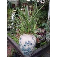 Bình, vò trồng cây, men rạn giả cổ, gốm sứ Bát Tràng