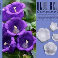 BLUE BELL Hoa chuông Khuôn cắt khuôn vân silicone hoa đất hoa đường