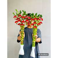 Bó 10 Cây Phát Tài - Phát Lộc 70cm KẾT SẴN ĐÁ PHA LÊ ĐỎ - VÀNG Trưng Tết, Trưng Ông Thần Tài, Cây Phong Thuỷ, Cây tài lô