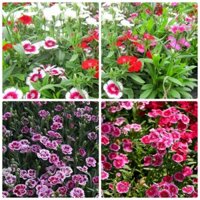Bộ 10 gói Hạt giống hoa cẩm chướng