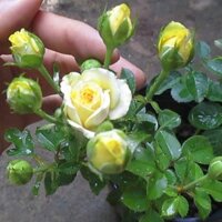 Bộ 10 gói hạt giống hoa hồng tỉ muội