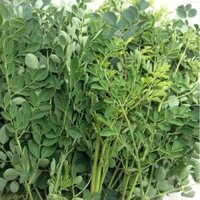 Bộ 10 gói Hạt giống rau chùm ngây F1