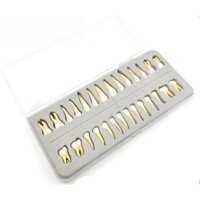 Bộ 28 Mô Hình Hàm Răng Giả Cho Nha Khoa Tỉ Lệ 1: 1