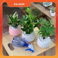 Bộ 3 Cây Mini - 12 x 12 x 25 Cm - Cây Kim Tiền, Kim Ngân, Lưỡi Hổ & Chậu Trồng Cây Gốm Sứ Bát Tràng