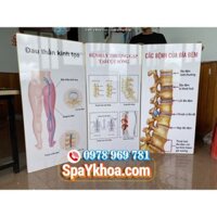 Bộ 3 Tranh Treo Tường Y KHOA Than Kinh Toa & Xuong Khop