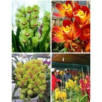 Bộ 4 củ giống hoa địa lan santo nhiều màu - DC