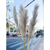 Bó 5 cành bông cỏ lau xù khô tự nhiên [Bông to - Dài 120-130cm] HOAKHO-03 TTTM