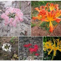 Bộ 5 củ giống hoa bỉ ngạn mix màu ( kèm 5 viên nén ươm củ )