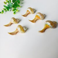 [Bộ 5] Gác Đũa, Kê Đũa Hình Con Ốc Xinh Xắn, Phụ Kiện Bàn Ăn, Decor Trang Trí Chụp Ảnh Của Vitrapro