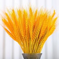 Bó 500 - Bó 1000 Bông Lúa Mạch Sấy Khô Loại 1 Siêu Đẹp Tượng Trưng Tài Lộc May Mắn Cho Gia Chủ