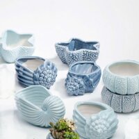 Bộ 6 chậu nghêu sò ốc hến, siêu cute
