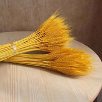 BÓ BÔNG LÚA MẠCH KHÔ DÙNG ĐỂ TRANG TRÍ CHIÊU TÀI LỘC VÀ MAY MẮN