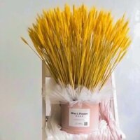 Bó bông lúa mạch vàng khô trang trí loại đẹp