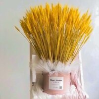 Bó bông lúa mạch vàng khô trang trí loại đẹp