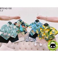 BỘ CÂY DỪA MÙA HÈ