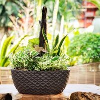 Bộ chậu lũa Decor 2