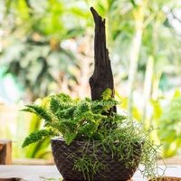 Bộ chậu lũa Decor 4