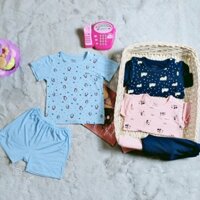 Bộ cộc Avaler chính hãng
