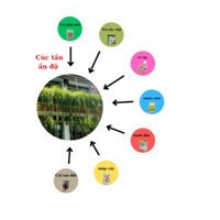 Bộ combo 7 sản phẩm chăm sóc cây cúc tần ấn độ