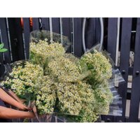 Bó Cúc Tana ( 1 bó) hoa nguyên liệu | Ship Hỏa Tốc | May Petals