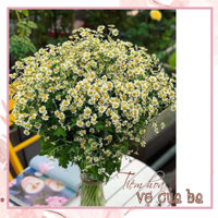 Bó Cúc tana cắm trưng