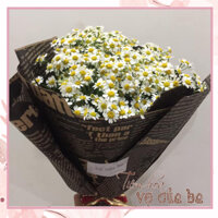 Bó Cúc tana size vừa