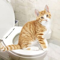 Bộ dạy mèo đi vệ sinh bồn cầu (LOẠI CÓ HỘP GIẤY) nắp bồn cầu hướng dẫn cho mèo, huấn luyện mèo đi vệ sinh đúng chỗ WC