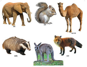 Bộ động vật sống trong rừng