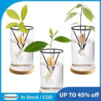 Bộ dụng cụ trồng cây bơ 3 gói, Bình hạt bơ thủy tinh có giá đỡ tam giác và đế tre, Chậu cây nảy mầm