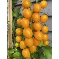 Bộ hạt giống cà chua bi F1 Cherry Irin 60, kháng héo xanh tốt