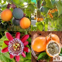 BỘ HẠT GIỐNG CHANH LEO NGỌT COLOMBIA