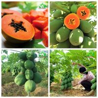 BỘ HẠT GIỐNG ĐU ĐỦ XANH LÙN SIÊU TRÁI