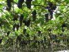Bộ Hạt Giống Nho Lùn Pháp Cao Sản F1