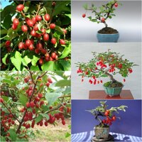 BỘ HẠT GIỐNG NHÓT MỸ SIÊU NGỌT