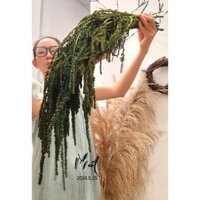 Bó Hoa khô dền rũ (Combo 10-100 nhánh) amaranthus cao cấp màu xanh rêu, hoa trang trí, phụ kiện cắm hoa,  bó hoa cưới