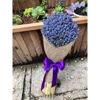 Bó hoa lavender khô gói giấy bố siêu vintage