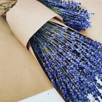 Bó hoa lavender khô mẫu đơn giản