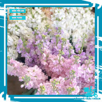 Bó Hoa Phi Yến 100% Hoa Tươi Bán Lẻ Hỏa Tốc trang trí nhà văn phòng làm việc - Bông và Trái HCM