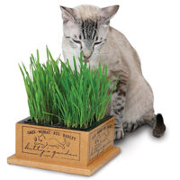 Bộ hộp trồng hạt giống cỏ mèo SmartCat