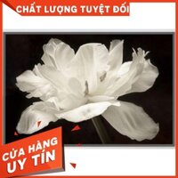 Bộ khung tranh treo tường, Tranh đơn canvas hoa nghệ thuật đen trắng CV01366