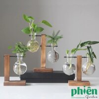 Bộ Lọ Thủy Tinh Đế Gỗ Trưng Bày Cây Cảnh Phong Cách Cổ Điển Cho Gia Đình