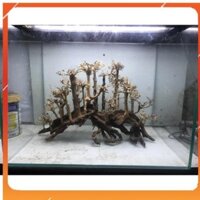 Bộ Lũa layout Rừng Thông D55xC30