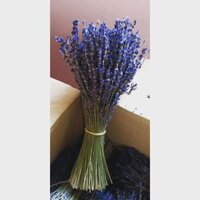 Bó mộc hoa Lavender khô nhập khẩu Pháp.